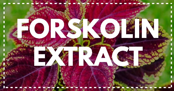 Forskolin Review